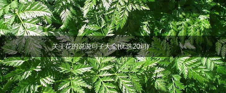 关于花的说说句子大全(优选20句),第1张