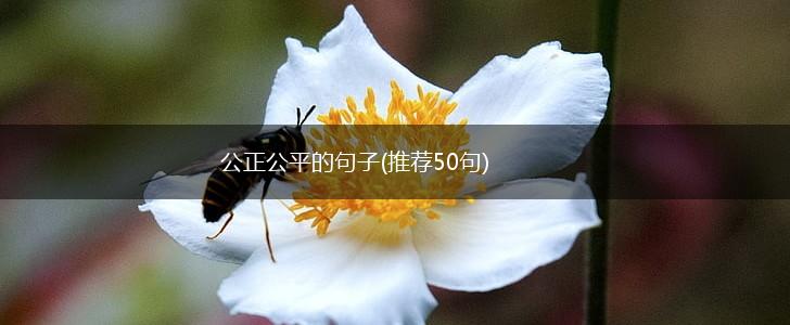 公正公平的句子(推荐50句),第1张