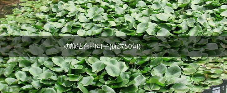 动静结合的句子(优选50句),第1张