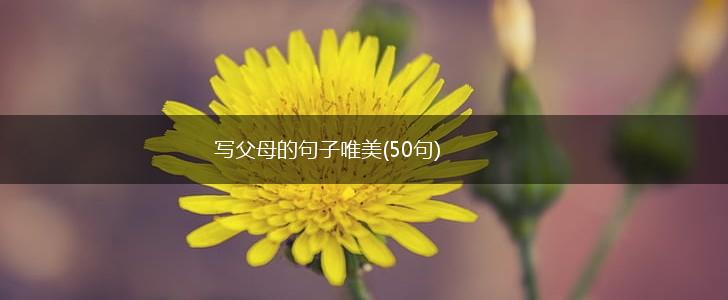 写父母的句子唯美(50句),第1张