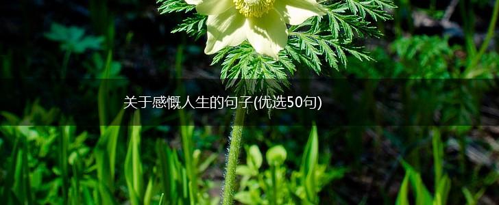 关于感慨人生的句子(优选50句),第1张