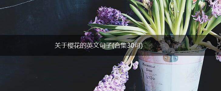 关于樱花的英文句子(合集30句),第1张