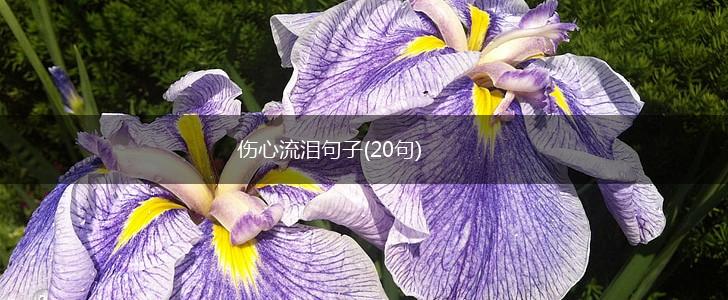 伤心流泪句子(20句),第1张