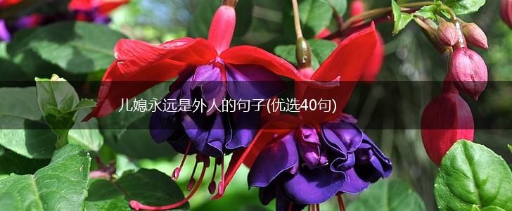 儿媳永远是外人的句子(优选40句),第1张