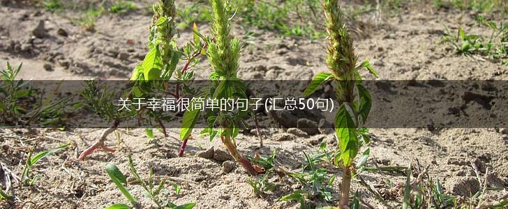 关于幸福很简单的句子(汇总50句),第1张