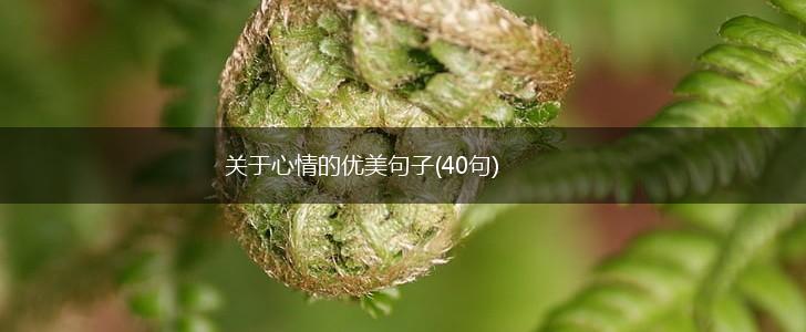 关于心情的优美句子(40句),第1张