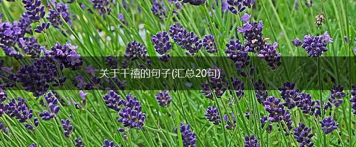 关于千禧的句子(汇总20句),第1张