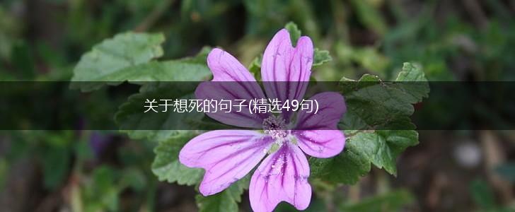 关于想死的句子(精选49句),第1张
