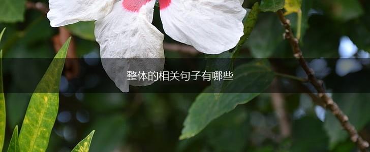 整体的相关句子有哪些,第1张
