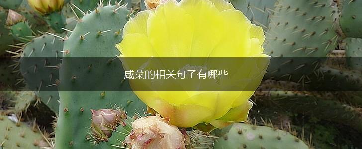 咸菜的相关句子有哪些,第1张