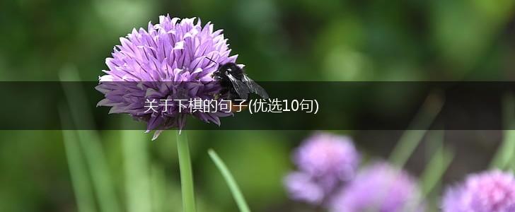 关于下棋的句子(优选10句),第1张