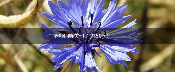 写老师的唯美句子(共50句),第1张