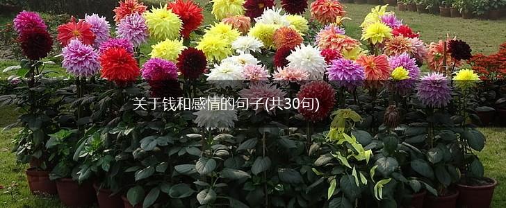 关于钱和感情的句子(共30句),第1张
