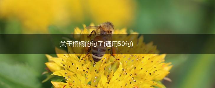 关于梧桐的句子(通用50句),第1张