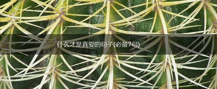 什么才是真爱的句子(必备7句),第1张