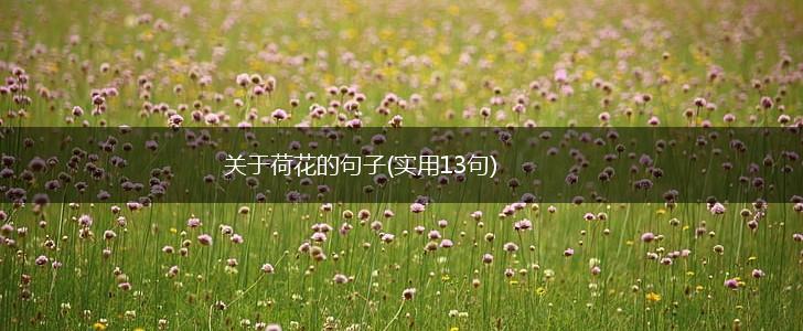 关于荷花的句子(实用13句),第1张