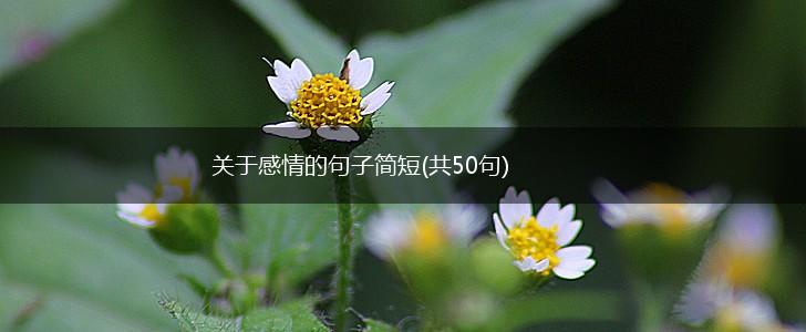 关于感情的句子简短(共50句),第1张