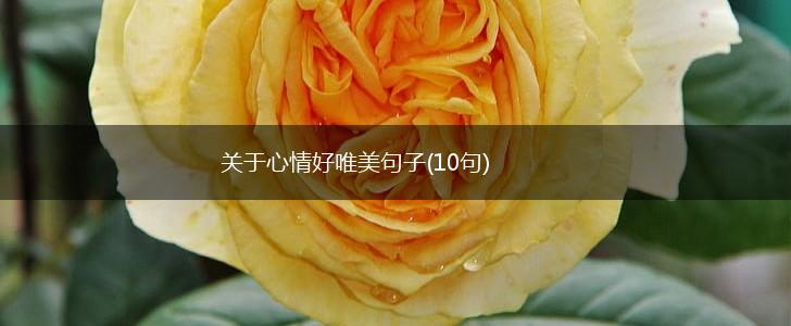 关于心情好唯美句子(10句),第1张