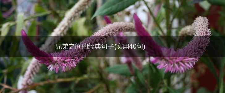 兄弟之间的经典句子(实用40句),第1张