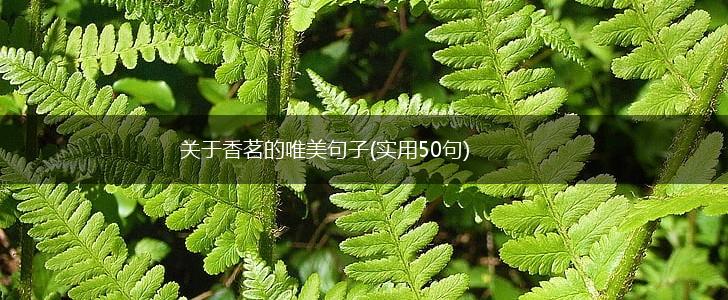 关于香茗的唯美句子(实用50句),第1张