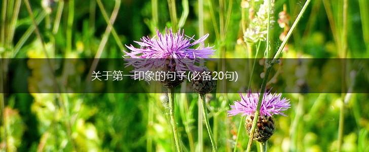 关于第一印象的句子(必备20句),第1张