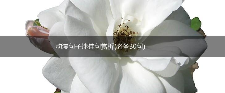 动漫句子迷佳句赏析(必备30句),第1张