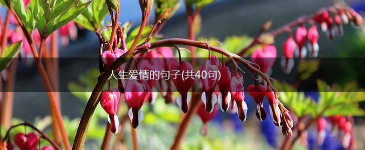 人生爱情的句子(共40句),第1张