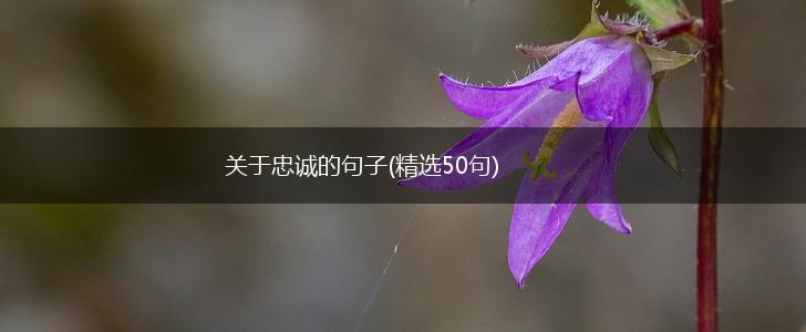 关于忠诚的句子(精选50句),第1张