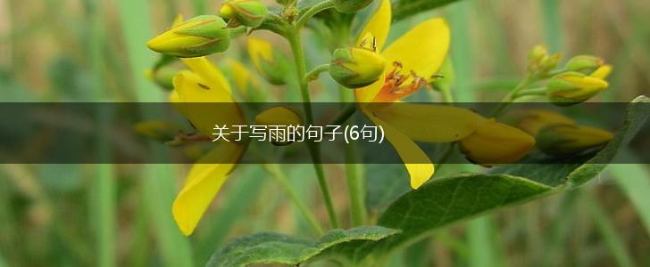 关于写雨的句子(6句),第1张