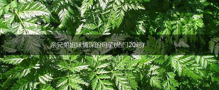 亲兄弟姐妹情深的句子(热门20句),第1张