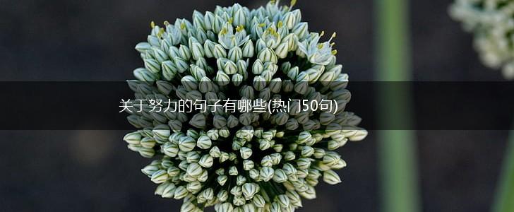 关于努力的句子有哪些(热门50句),第1张