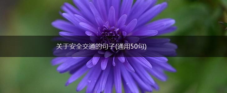 关于安全交通的句子(通用50句),第1张