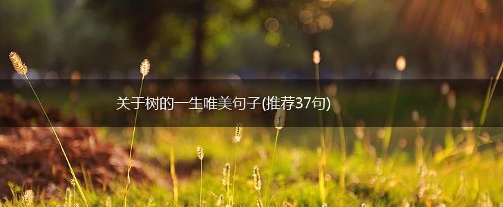 关于树的一生唯美句子(推荐37句),第1张