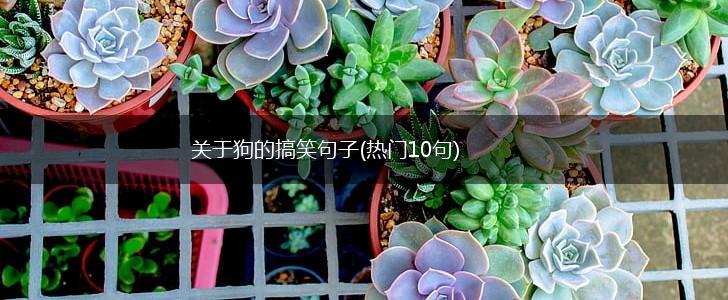 关于狗的搞笑句子(热门10句),第1张