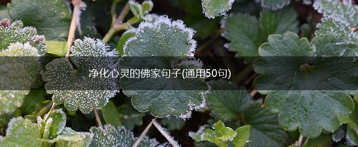 净化心灵的佛家句子(通用50句),第1张