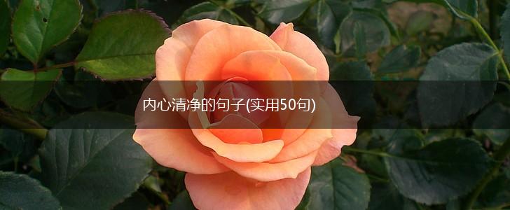 内心清净的句子(实用50句),第1张