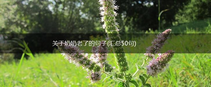 关于奶奶老了的句子(汇总50句),第1张