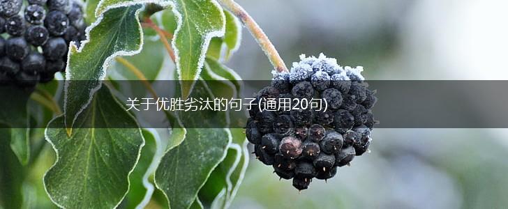 关于优胜劣汰的句子(通用20句),第1张