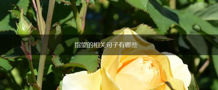 指望的相关句子有哪些,第1张
