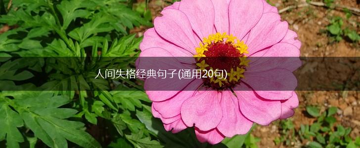 人间失格经典句子(通用20句),第1张