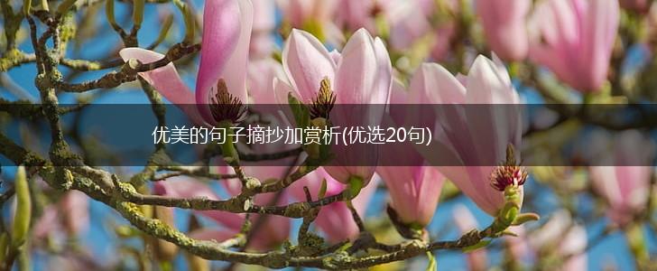 优美的句子摘抄加赏析(优选20句),第1张