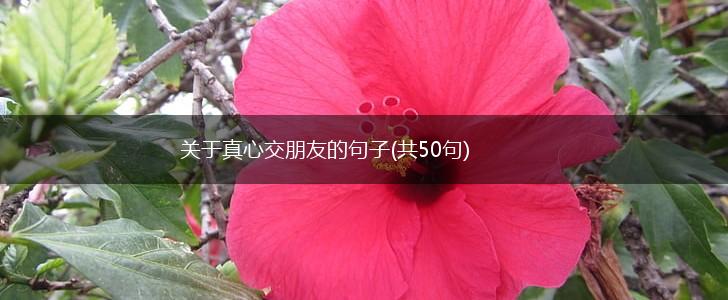 关于真心交朋友的句子(共50句),第1张