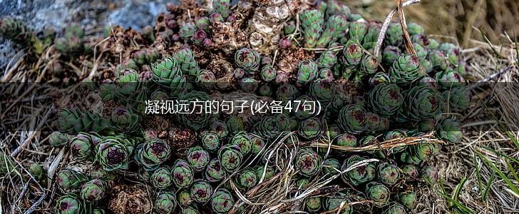凝视远方的句子(必备47句),第1张