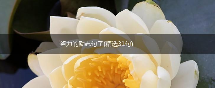 努力的励志句子(精选31句),第1张