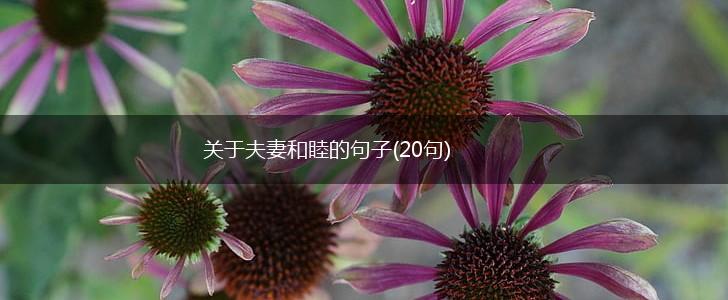 关于夫妻和睦的句子(20句),第1张
