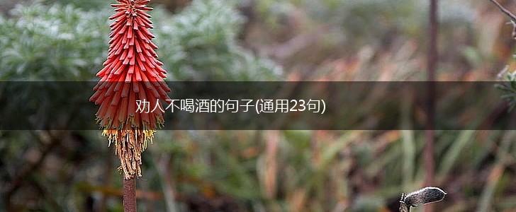 劝人不喝酒的句子(通用23句),第1张