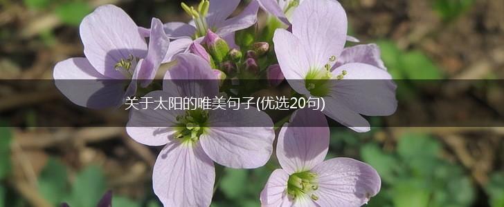 关于太阳的唯美句子(优选20句),第1张