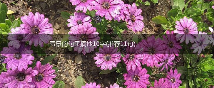 写景的句子摘抄10字(推荐11句),第1张