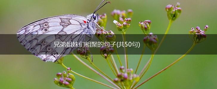 兄弟姐妹们相聚的句子(共50句),第1张