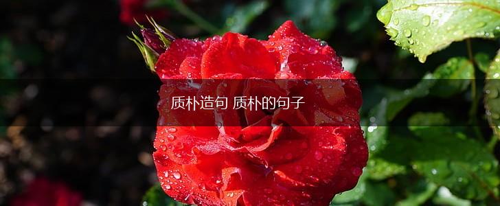 质朴造句 质朴的句子,第1张